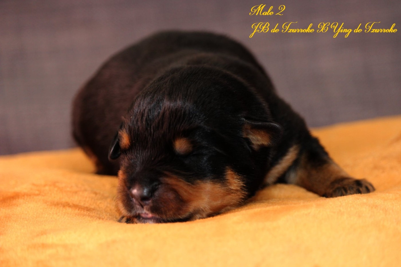 Nos bébés sont là 😍❤ 