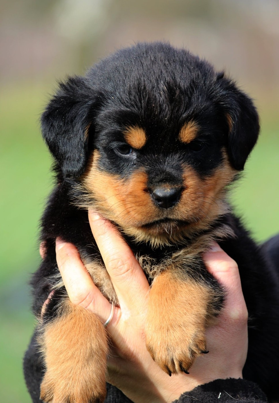 Lectro Squad - Chiots disponibles - Rottweiler