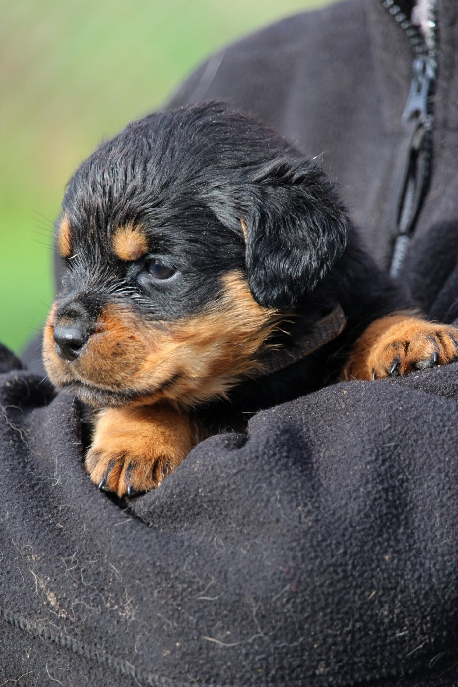 Lectro Squad - Chiots disponibles - Rottweiler