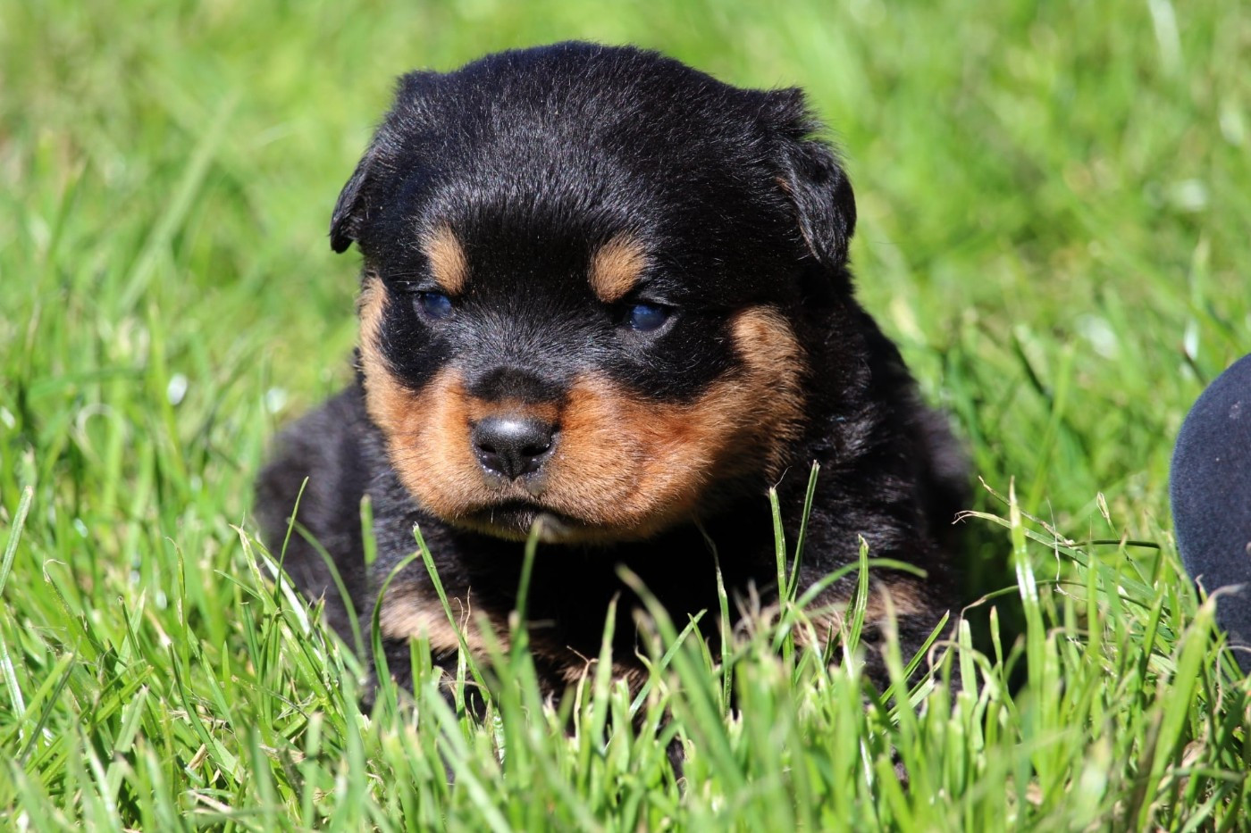 Lectro Squad - Chiots disponibles - Rottweiler