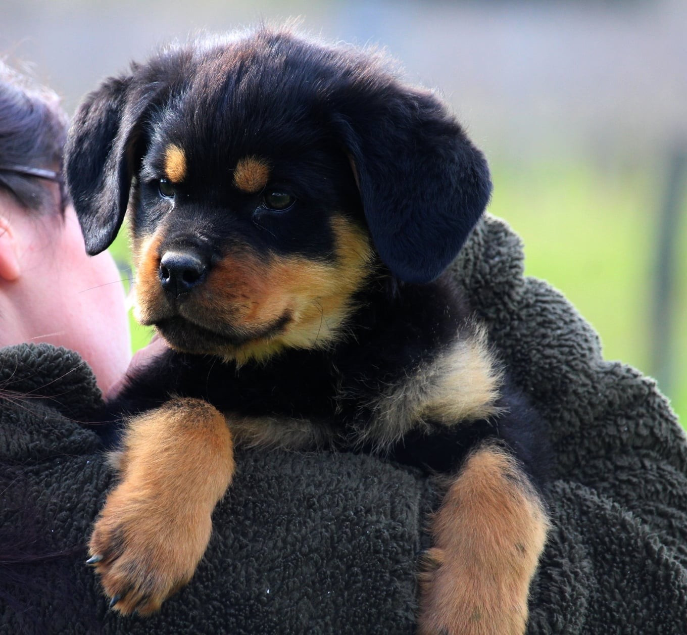 Lectro Squad - Chiots disponibles - Rottweiler