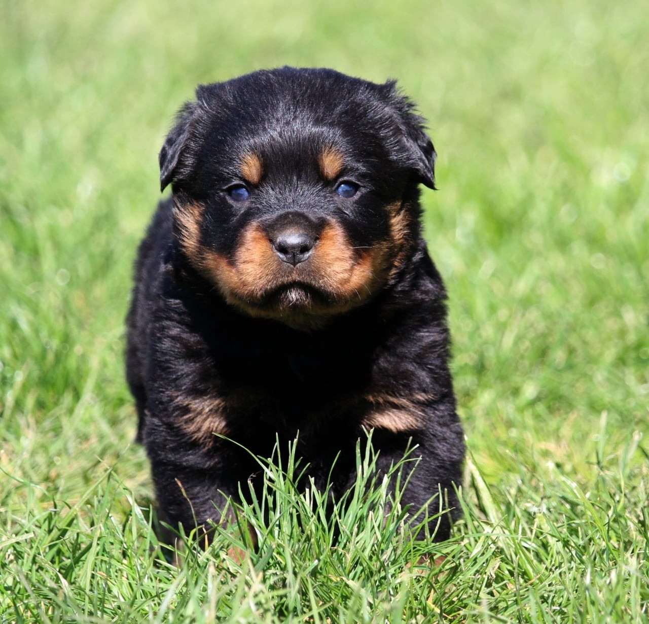 Lectro Squad - Chiots disponibles - Rottweiler