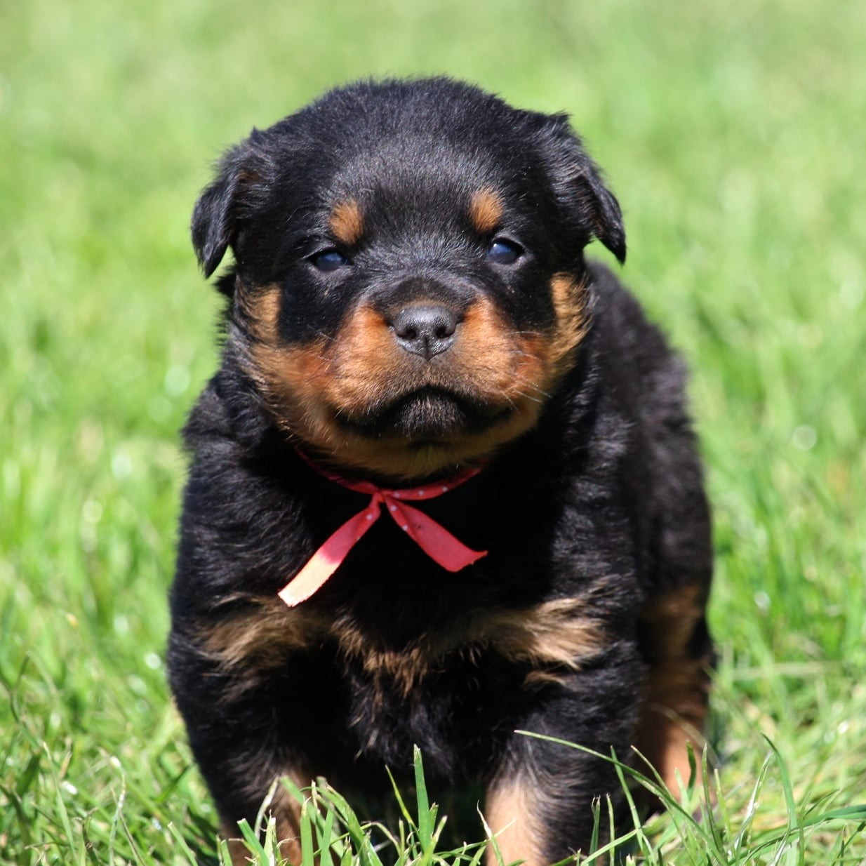 Lectro Squad - Chiots disponibles - Rottweiler