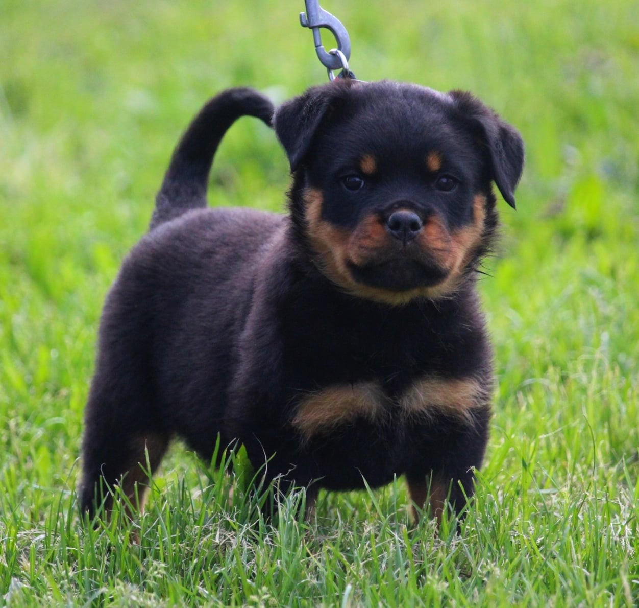 Lectro Squad - Chiots disponibles - Rottweiler