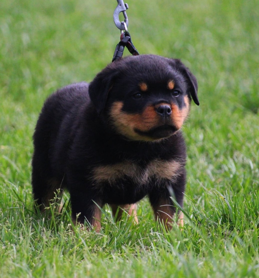 Lectro Squad - Chiots disponibles - Rottweiler