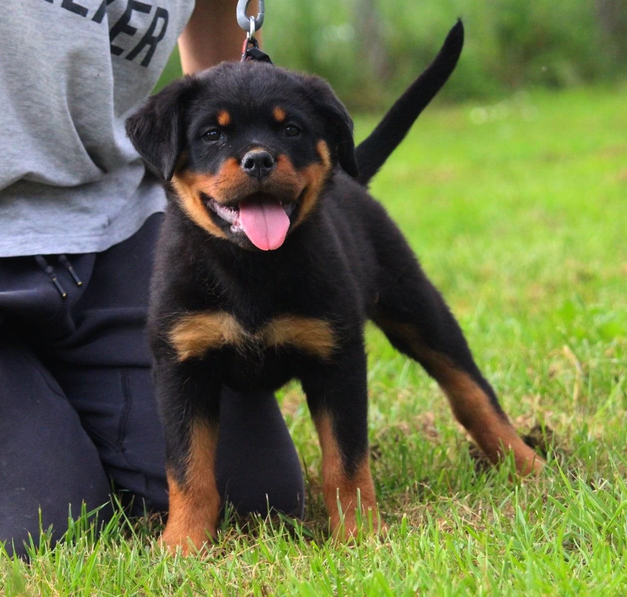 Lectro Squad - Chiots disponibles - Rottweiler