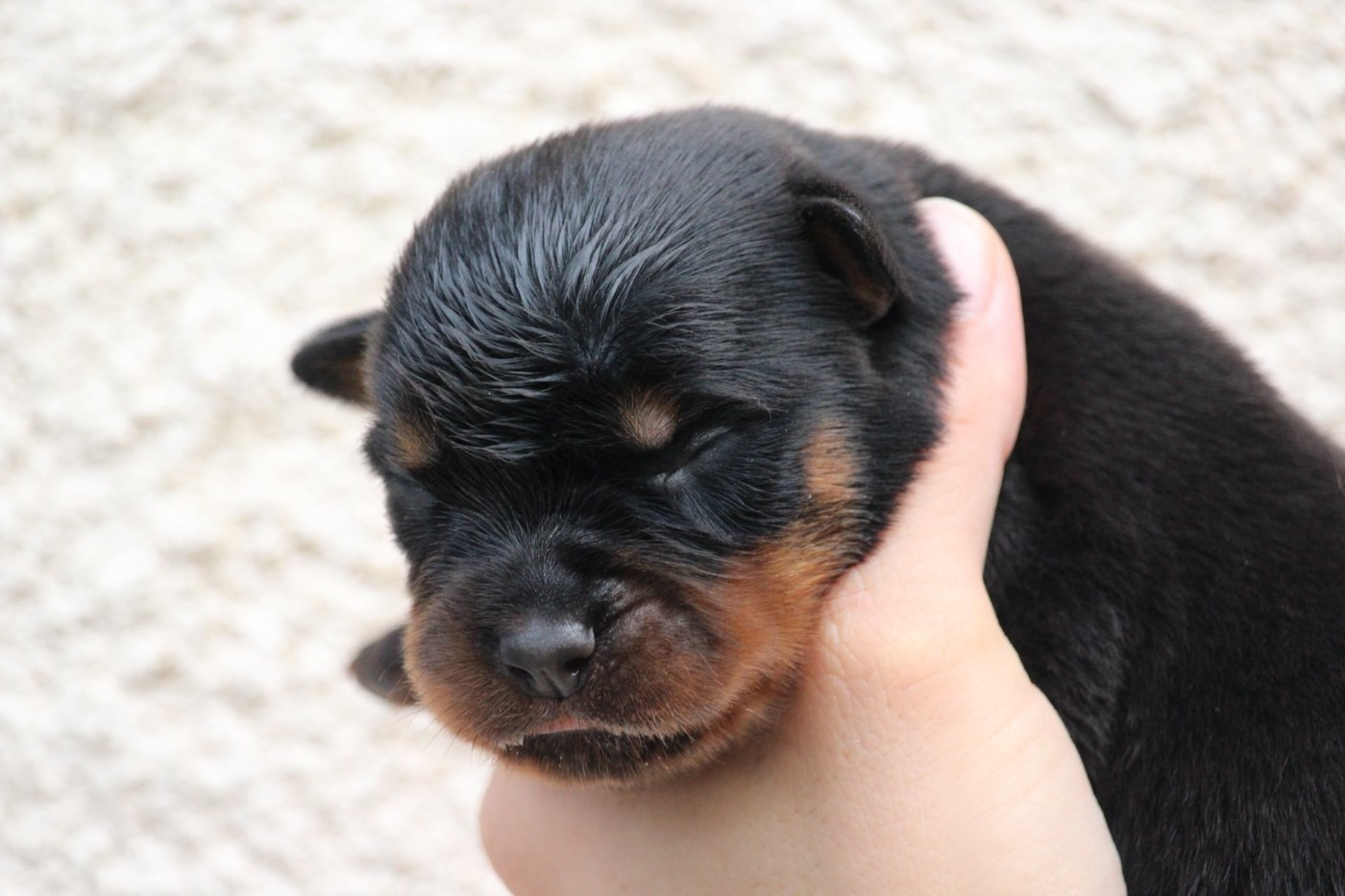 Lectro Squad - Chiots disponibles - Rottweiler