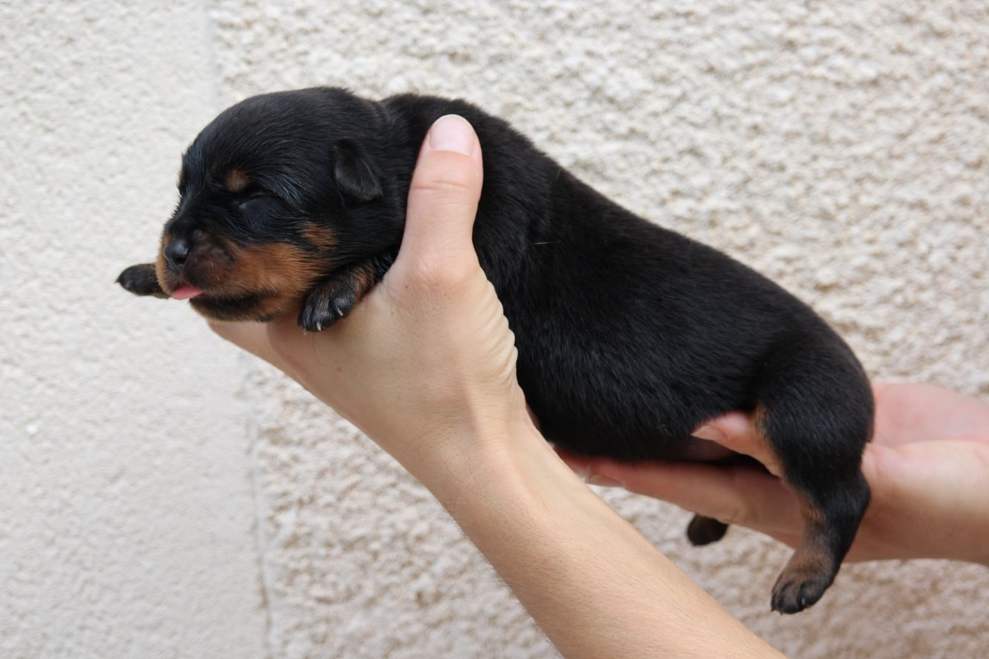 Lectro Squad - Chiots disponibles - Rottweiler