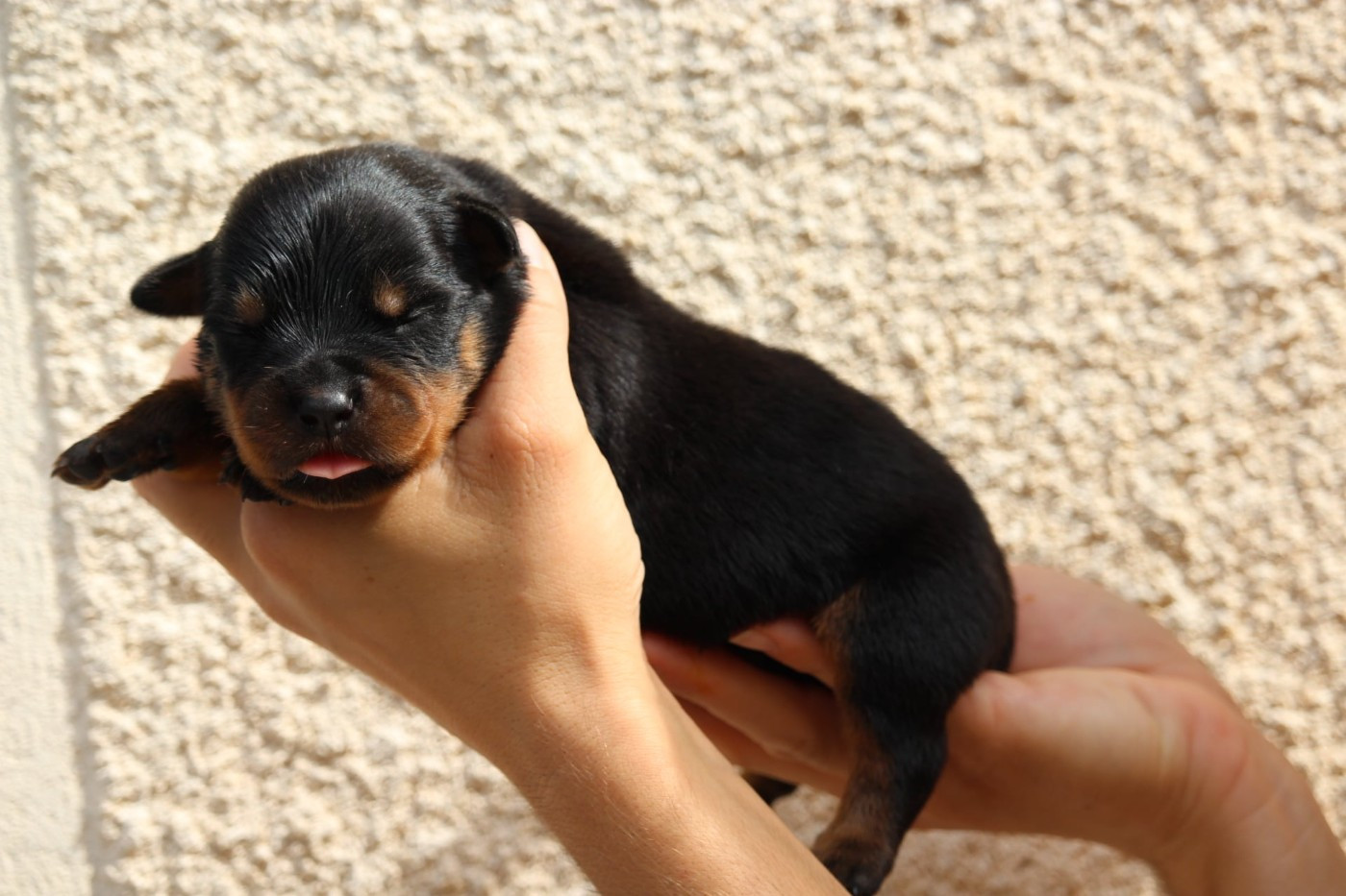 Lectro Squad - Chiots disponibles - Rottweiler