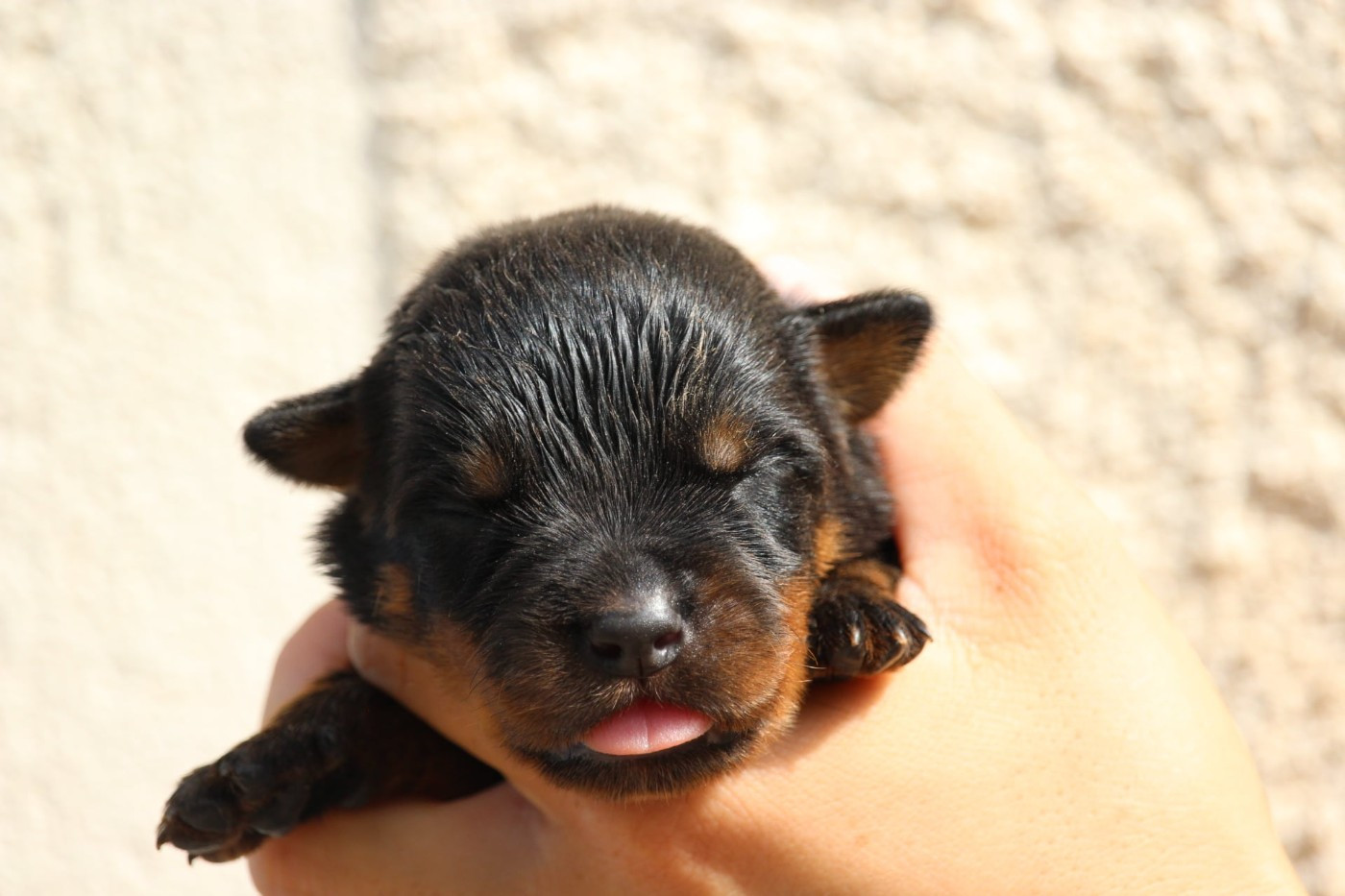 Lectro Squad - Chiots disponibles - Rottweiler