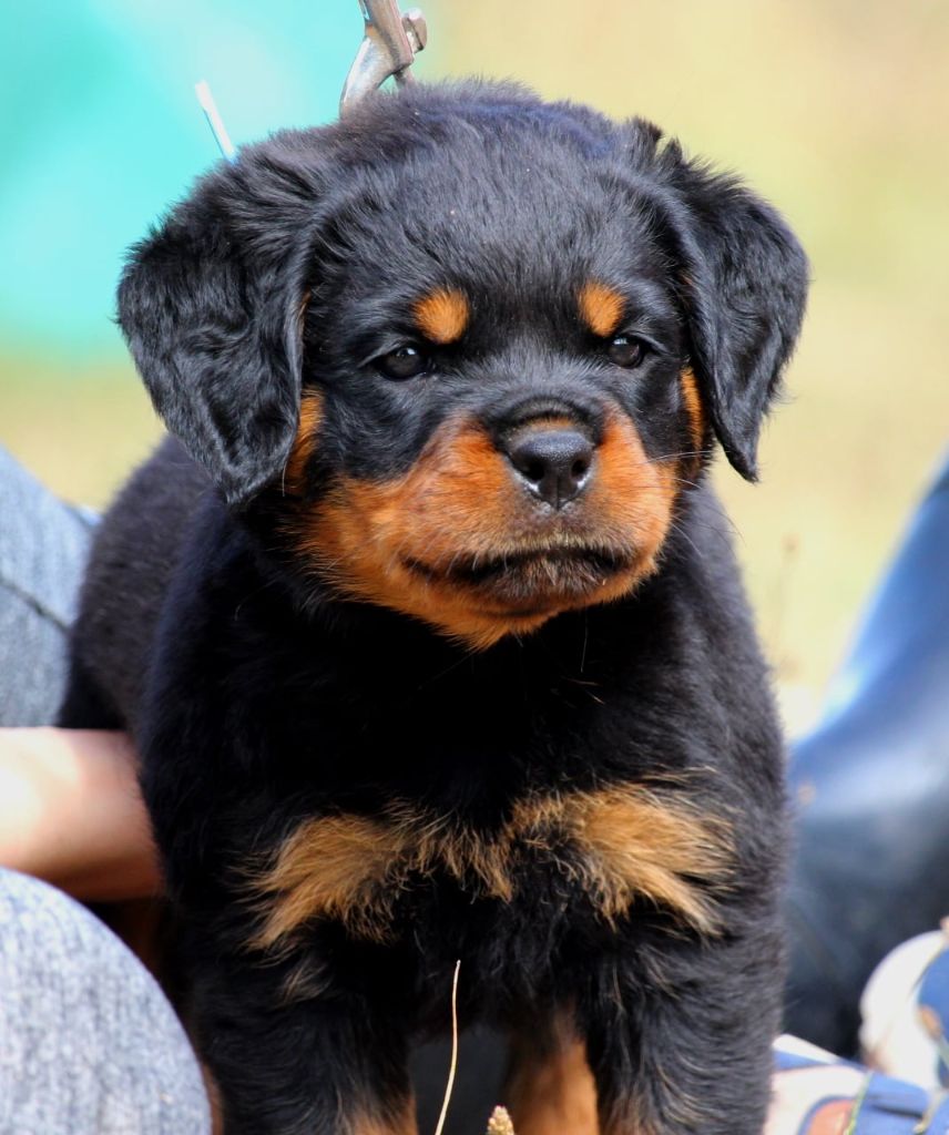 Lectro Squad - Chiots disponibles - Rottweiler